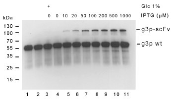 pADL-10 Western blot