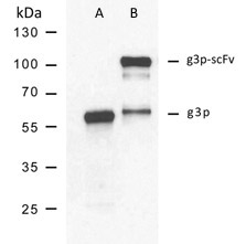 fADL-1 Western blot