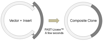 Licase cloning